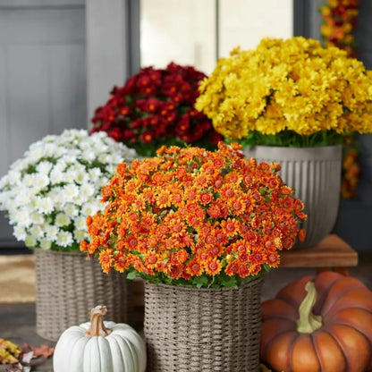 Artificial Sunset Mums – 5-Bundle UV-Resistant Outdoor Fall Flowers for Porch & Planters