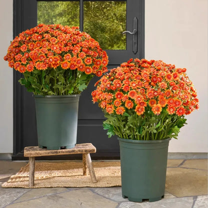 Artificial Sunset Mums – 5-Bundle UV-Resistant Outdoor Fall Flowers for Porch & Planters