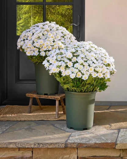 Artificial Sunset Mums – 5-Bundle UV-Resistant Outdoor Fall Flowers for Porch & Planters