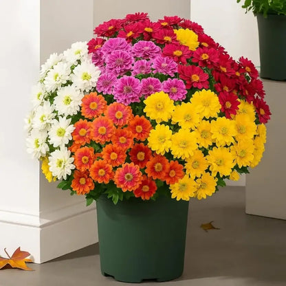 Artificial Sunset Mums – 5-Bundle UV-Resistant Outdoor Fall Flowers for Porch & Planters