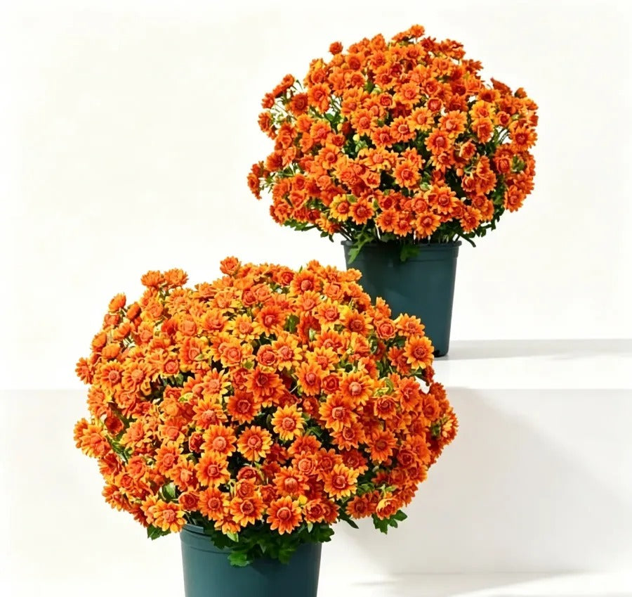Artificial Sunset Mums – 5-Bundle UV-Resistant Outdoor Fall Flowers for Porch & Planters