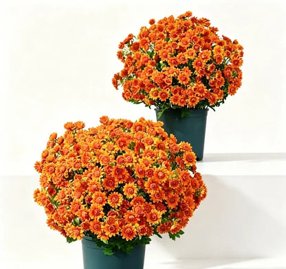 Artificial Sunset Mums – 5-Bundle UV-Resistant Outdoor Fall Flowers for Porch & Planters