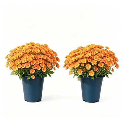 Artificial Sunset Mums – 5-Bundle UV-Resistant Outdoor Fall Flowers for Porch & Planters