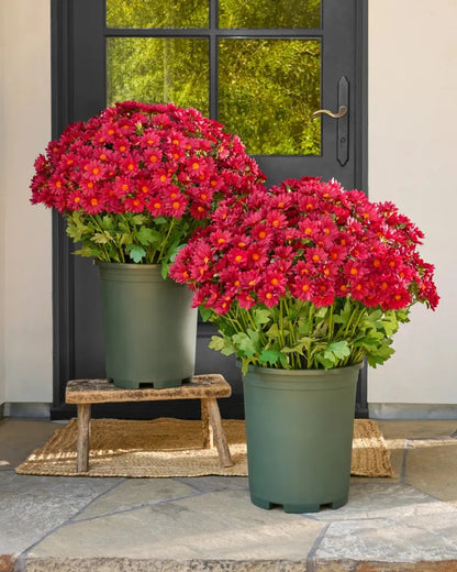 Artificial Sunset Mums – 5-Bundle UV-Resistant Outdoor Fall Flowers for Porch & Planters