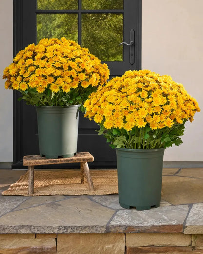 Artificial Sunset Mums – 5-Bundle UV-Resistant Outdoor Fall Flowers for Porch & Planters