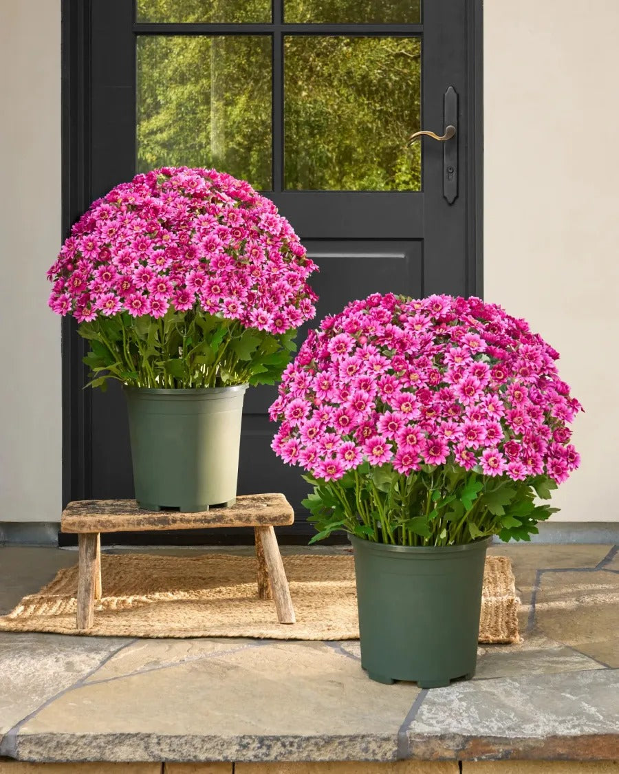 Artificial Sunset Mums – 5-Bundle UV-Resistant Outdoor Fall Flowers for Porch & Planters