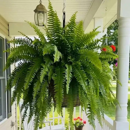 🌿 Lighted Boston Fern Hanging Basket – Lush No-Water Greenery with Warm Lights