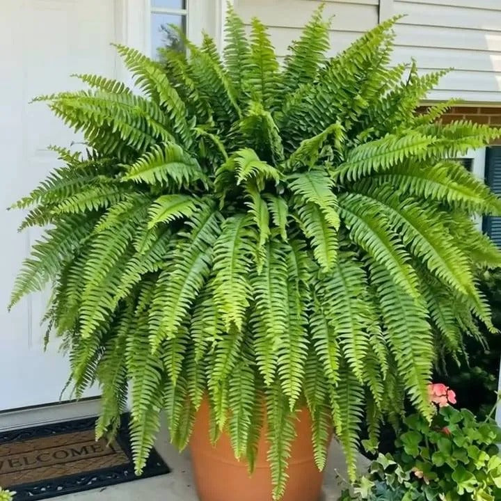 🌿 Lighted Boston Fern Hanging Basket – Lush No-Water Greenery with Warm Lights