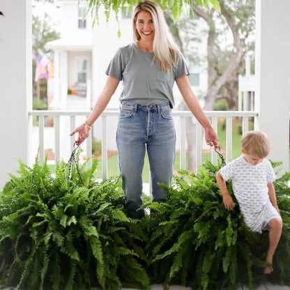 🌿 Lighted Boston Fern Hanging Basket – Lush No-Water Greenery with Warm Lights