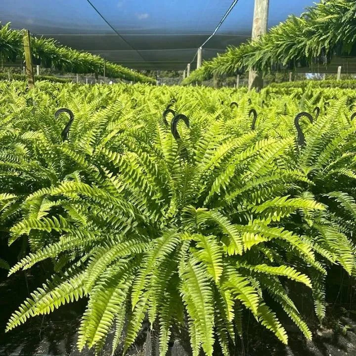 🌿 Lighted Boston Fern Hanging Basket – Lush No-Water Greenery with Warm Lights