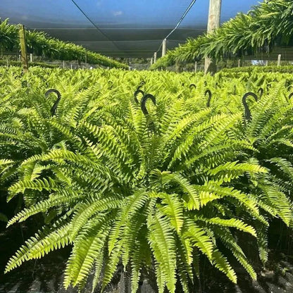 🌿 Lighted Boston Fern Hanging Basket – Lush No-Water Greenery with Warm Lights
